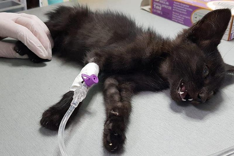 В Краснодаре полиция нашла мальчика, который убил котенка у приюта для бездомных животных. Мальчику - 6 лет