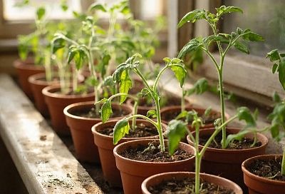 Февральская рассада: 5 культур, которые летом порадуют урожаем и цветами