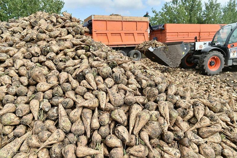 Как проходит уборка сахарной свеклы и подготовка почвы к севу озимых культур под урожай 2019 года проверил вице-губернатор Андрей Коробка.