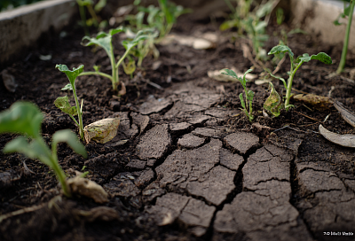 Растения оживляют мёртвую почву без химии