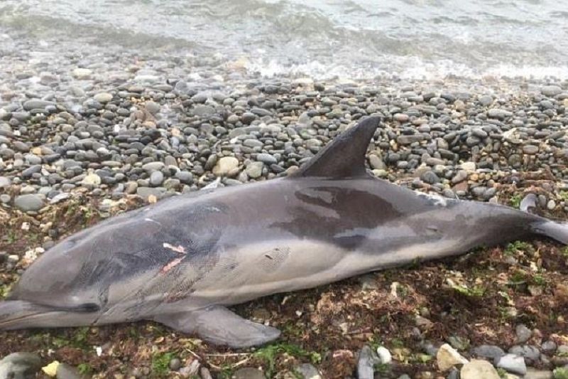 Дельфин-белобочка погиб у берегов Новороссийска