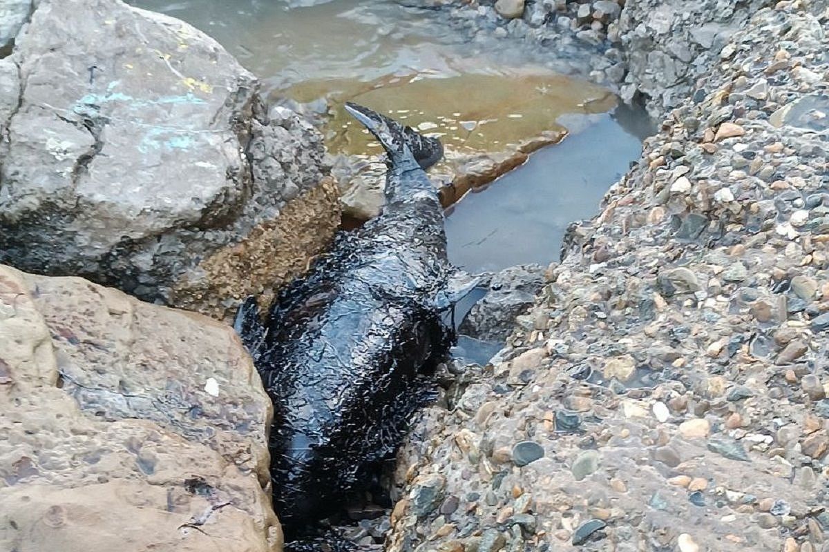 С момента разлива мазута в Черном море обнаружили 61 погибшего дельфина