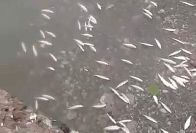 Массовую гибель мальков зафиксировали в сочинской реке Псахе