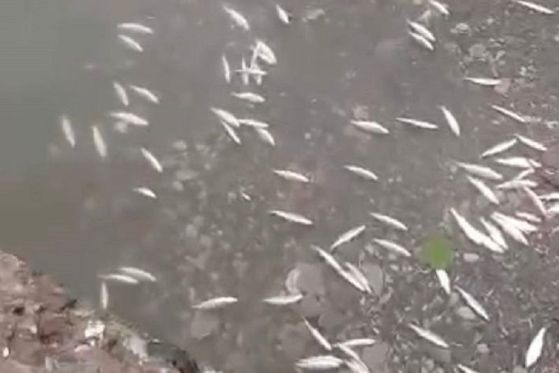 Массовую гибель мальков зафиксировали в сочинской реке Псахе