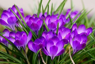 Посадка крокусов осенью: секреты пышного цветения уже ранней весной