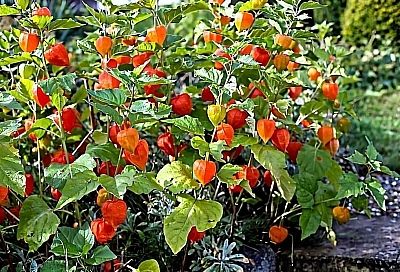 Выращиваем физалис: все о земляничном, овощном и других видах для вашего сада