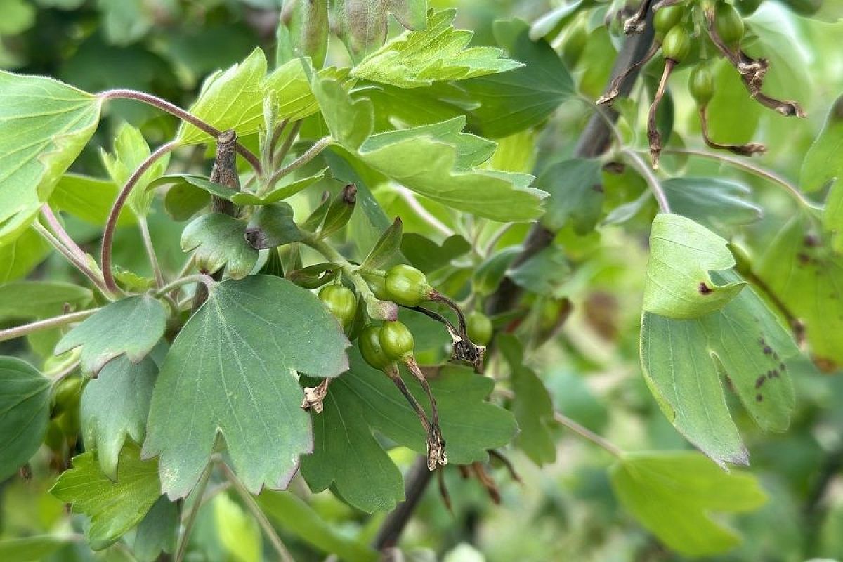 Как чай, только лучше: ферментированные листья смородины – вкус и польза лета круглый год 