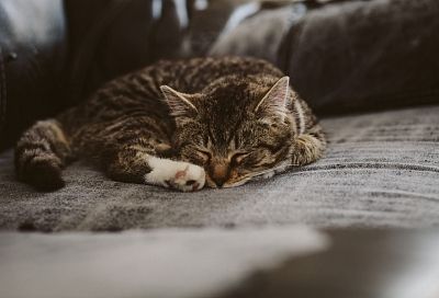 Может, хватит дрыхнуть: стоит ли будить спящего кота
