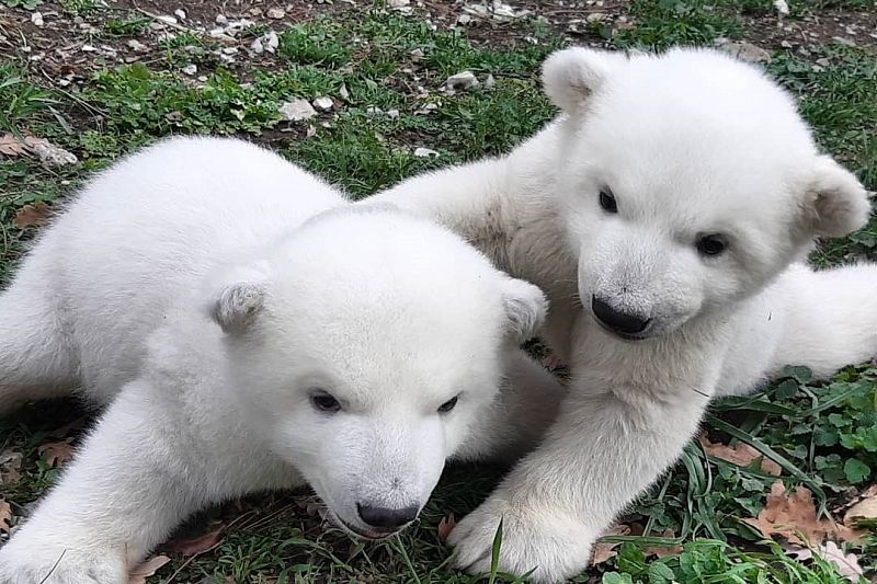 Сафари-парк попросил придумать имена для белых медвежат