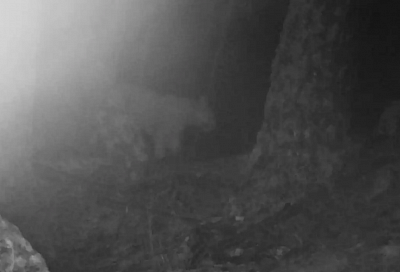 В заповеднике Грузии впервые за 12 лет заметили леопарда. Он может быть родом из сочинского центра