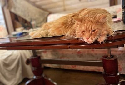 Счастливый такой: доктор Мясников не стал скрывать от россиян жизнь своего кота