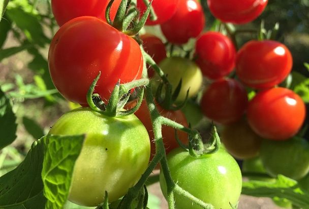 5 вредителей помидоров, с которыми борются чаще всего