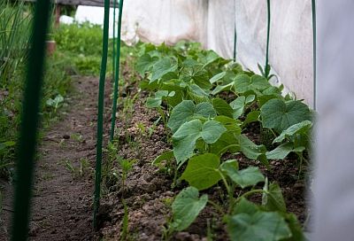 Всходы огурцов за 2 дня: как правильно посеять зеленцы на рассаду – без переростов и болезней