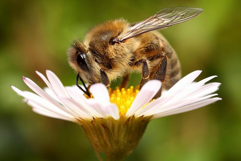 Как пчелы могут увеличить доход фермеров