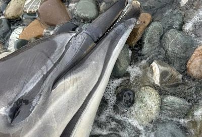 132 погибших дельфина обнаружили на побережье Краснодарского края с начала марта