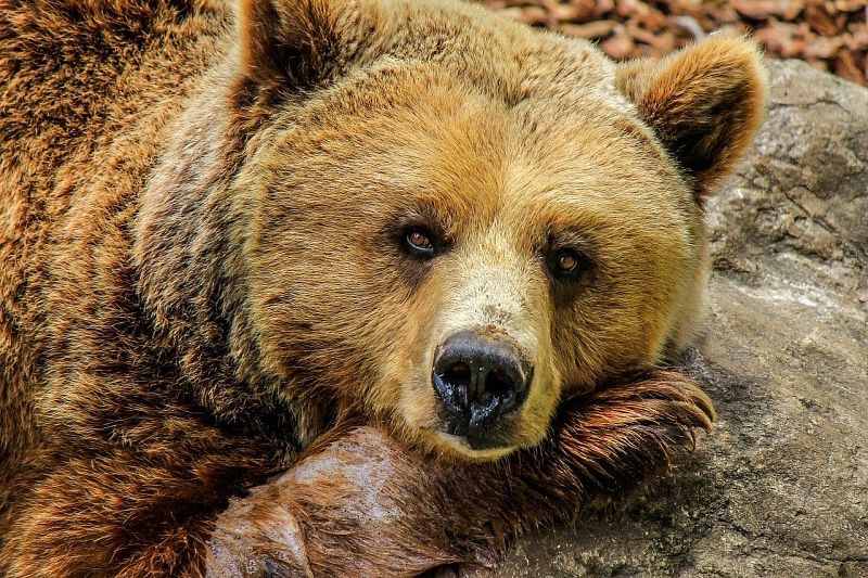 Мэр Сочи поручил закрыть все мини-зоопарки после гибели мальчика, разорванного медведями в Дагомысе