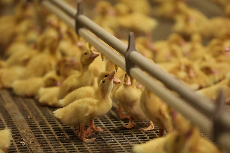 Краснодарский край в 2019 году экспортировал мясо птицы на сумму 12,3 млн долларов