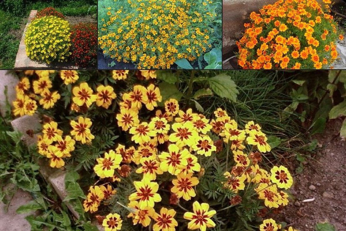 Топ-3 бархатцев тонколистных для весны 2025: они легко сделают ваш сад самым красивым — и пусть все завидуют