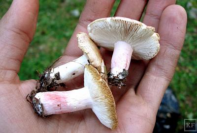 Две школьницы отравились грибами в Краснодарском крае
