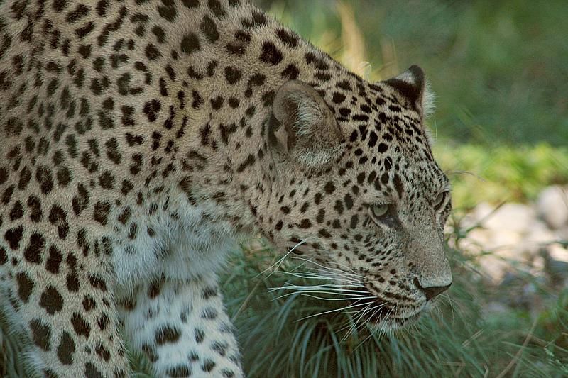 Детенышей из сочинского Центра леопардов могут выпустить в дикую природу в 2020 году