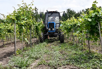 Как поддержка государства помогает развивать фермерские хозяйства в Краснодарском крае