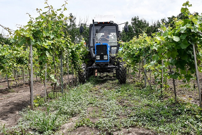 Как поддержка государства помогает развивать фермерские хозяйства в Краснодарском крае