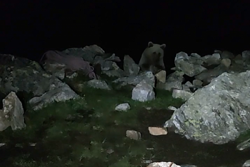 Краснодарские туристы провели ночь в горах в компании медведя