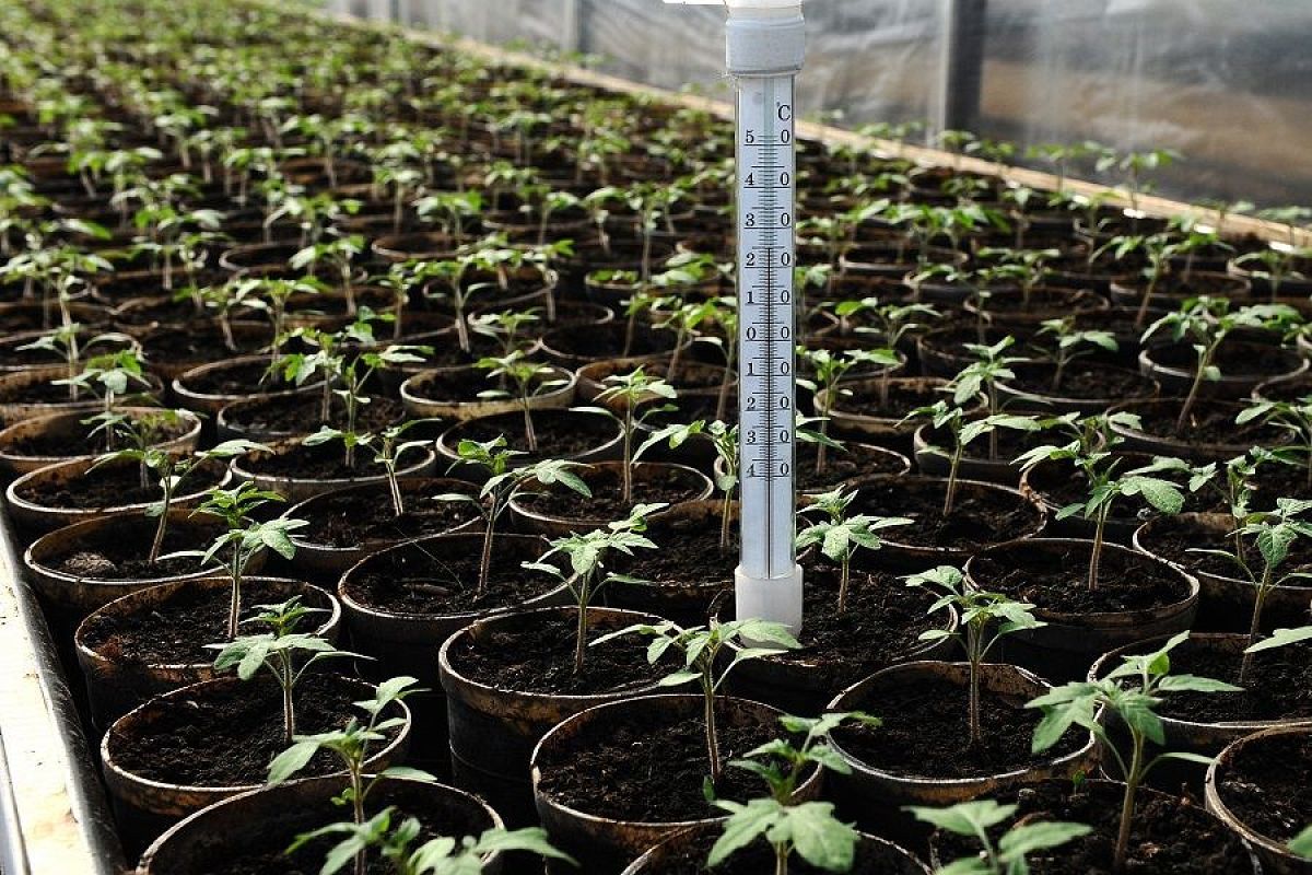 Самый цимус: щепотка этого удобрения – и ваша рассада будет крепкой и здоровой