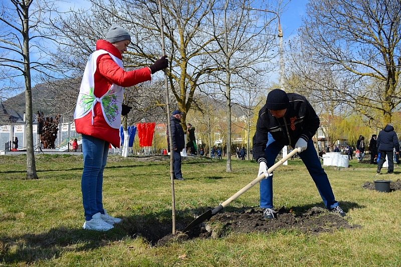 В Краснодарском крае в рамках акции «Сад памяти» высадили около 70 тысяч деревьев