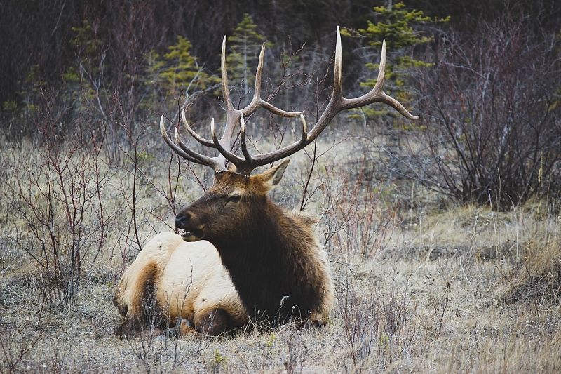В Сочинском национальном парке поймали охотников на оленя
