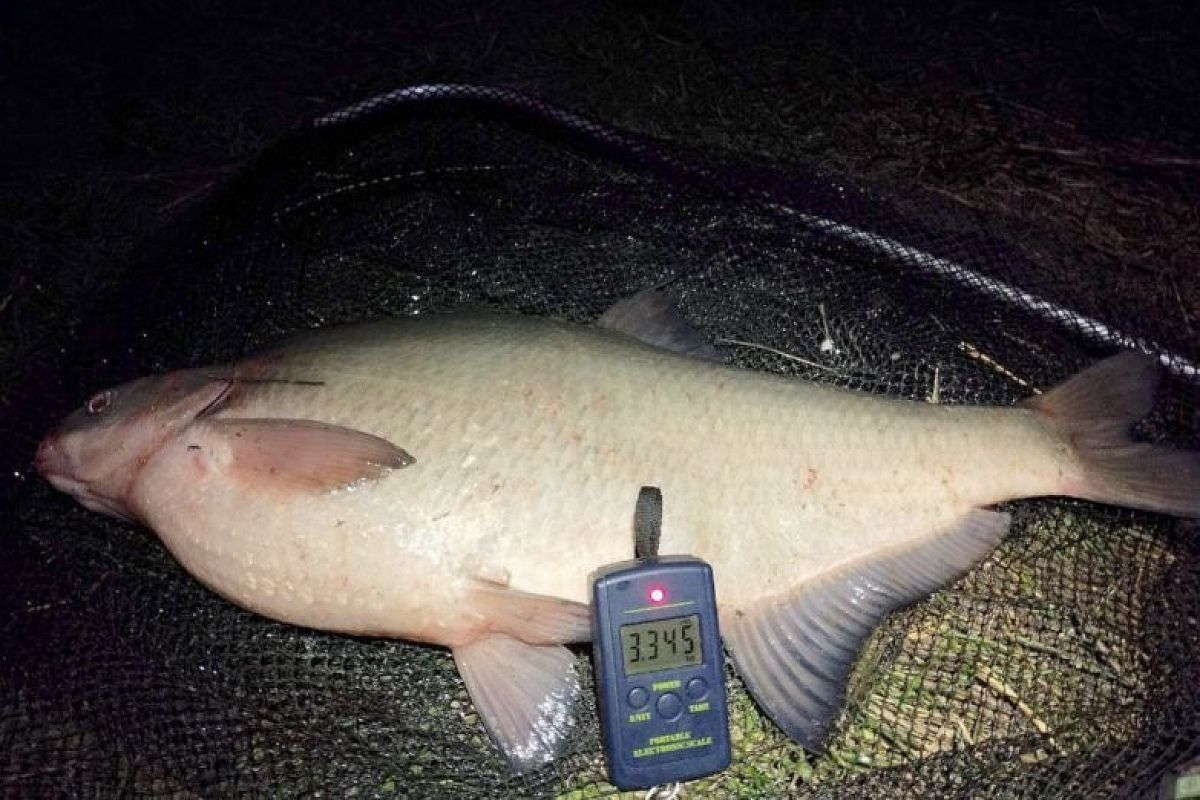 Ловля матерого леща перед нерестом — 2 капли, и новый трофей рвет леску 