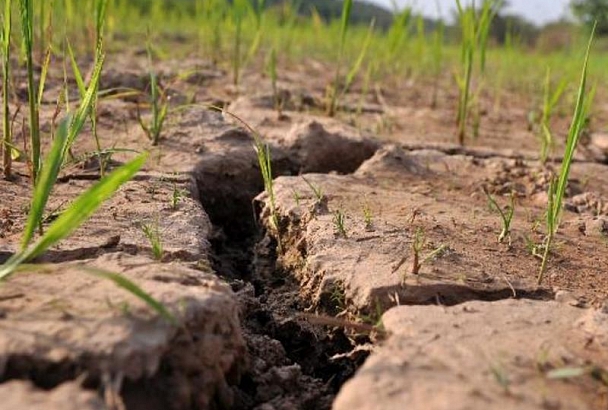 В Гидрометцентре предупредили о сохранении риска засухи в Краснодарском крае