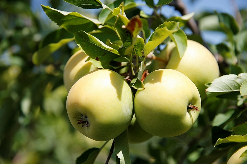 В Краснодарском крае за последние пять лет производство плодово-ягодной продукции увеличилось на 53%