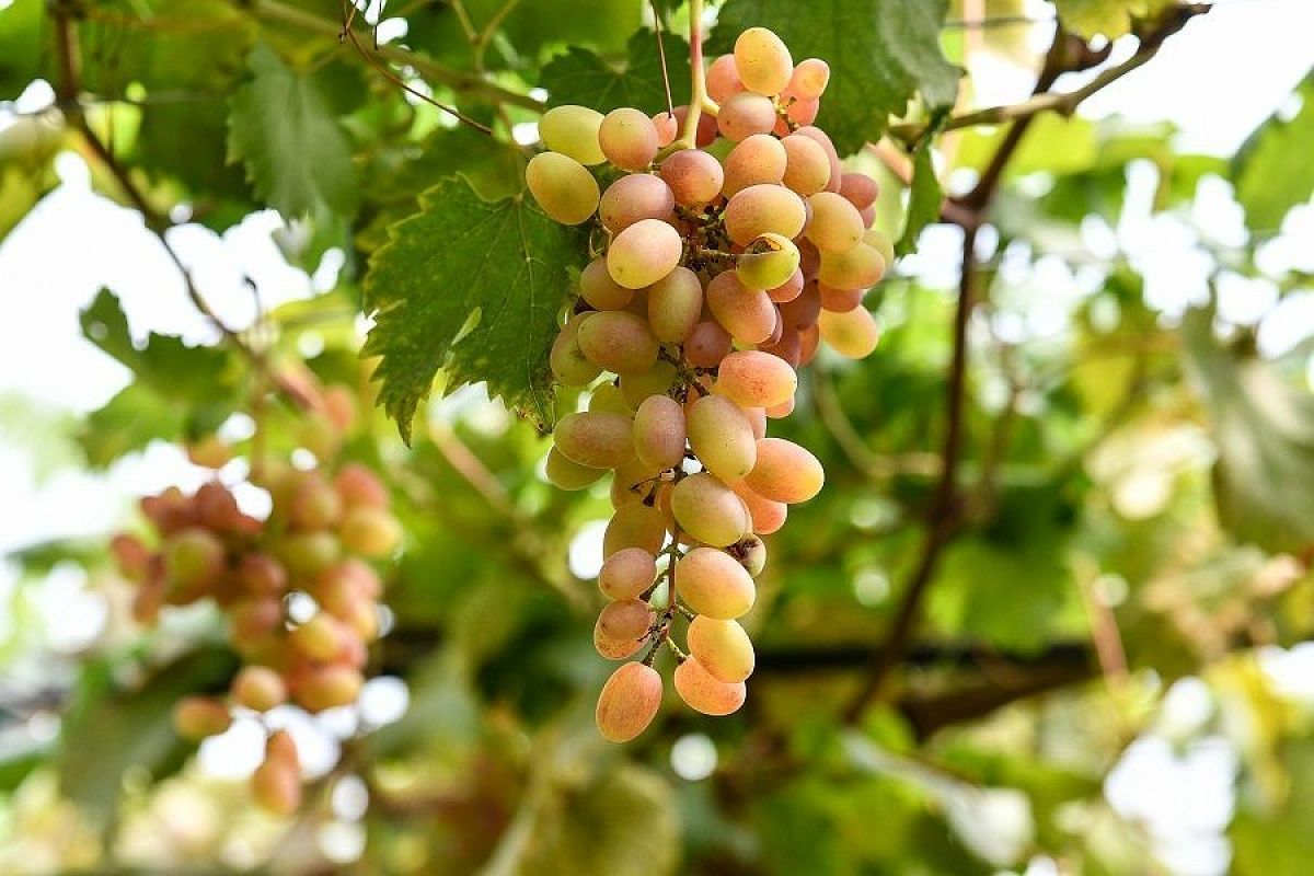 Чем обработать виноград перед укрытием на зиму: грибки и вредители этого не переживут