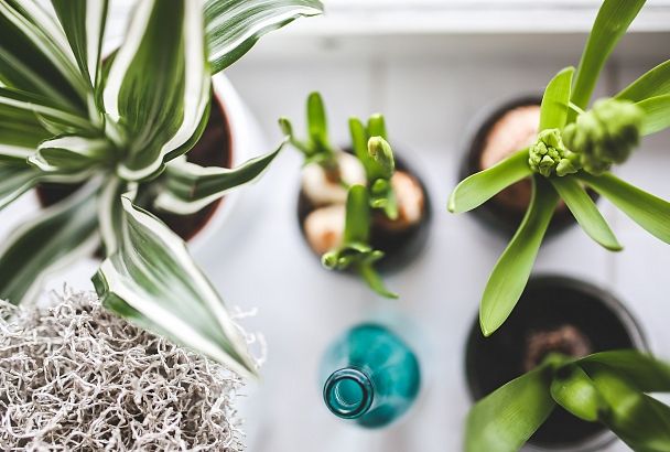 Какие растения лучше всего очищают воздух в доме: 5 эффективных зеленых помощников 