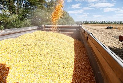 Свыше 2,1 млн тонн кукурузы на зерно планируют собрать в Краснодарском крае