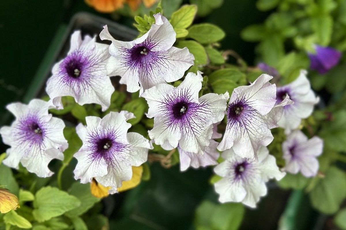 Сеем петунию по снегу: простая и эффективная технология для здоровой рассады ярких цветов 