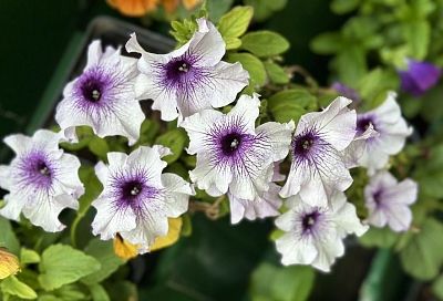 Сеем петунию по снегу: простая и эффективная технология для здоровой рассады ярких цветов 