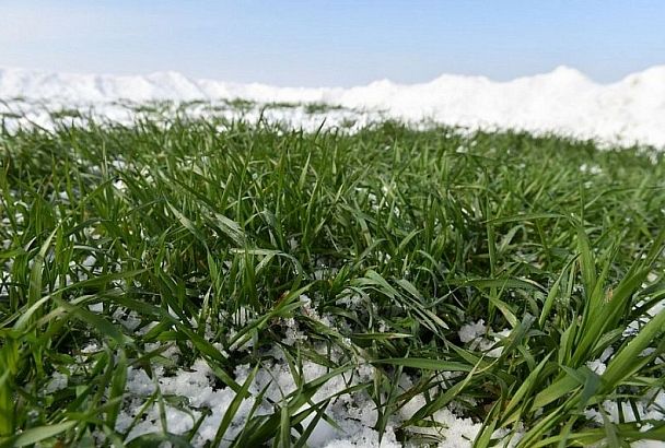 Прогнозы на урожай в Краснодарском крае сделали эксперты