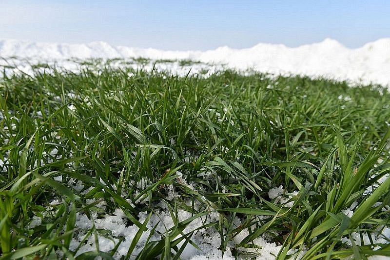 Прогнозы на урожай в Краснодарском крае сделали эксперты