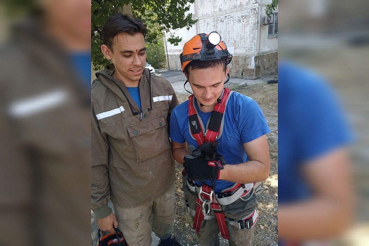 Спасатели достали упавшего в глубокий коллектор котенка в Новороссийске