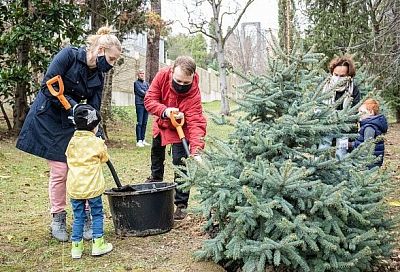 Аллею новогодних елок заложили в парке «Ривьера»