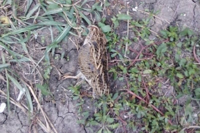 Жители Новороссийска заявили о массовой гибели птиц