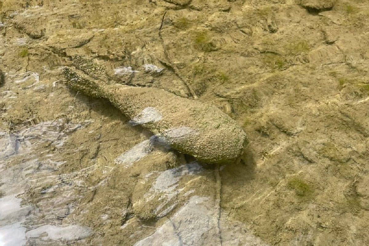 Туристы нашли минометную мину времен войны на берегу реки в Геленджике