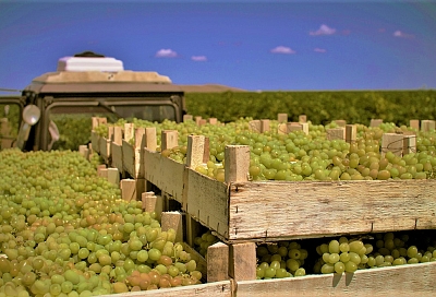 Агрофирма «Южная» в 2019 году увеличила урожай винограда более чем на 1 000 тонн