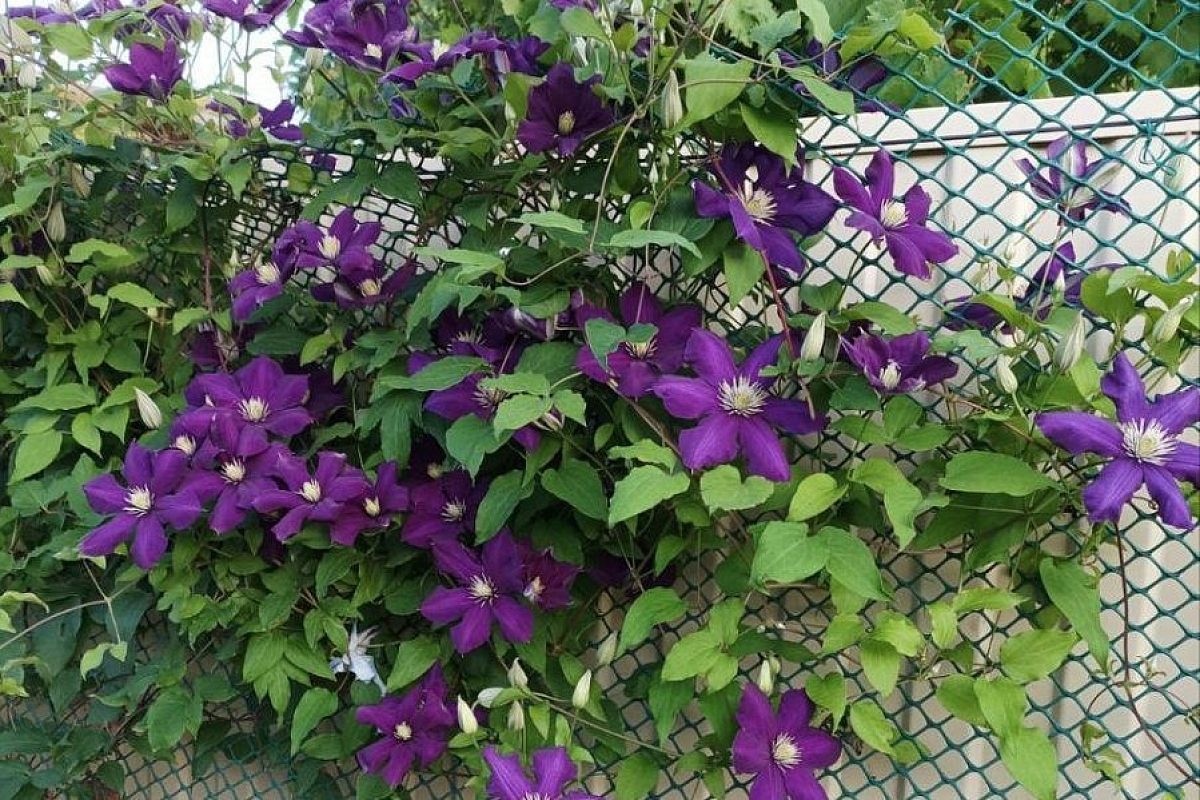 Двухразовое питание для клематиса: всего пара подкормок – и пышное цветение гарантировано