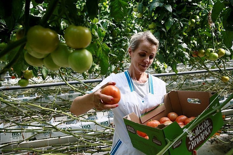 В Краснодарском крае с начала года собрали 35 тысяч тонн овощей