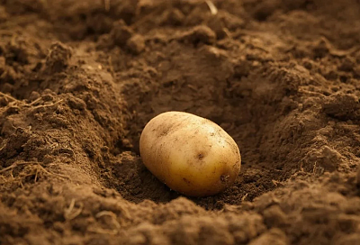 Неожиданные компаньоны: картофель с бобовыми в одной лунке – секрет высокого урожая