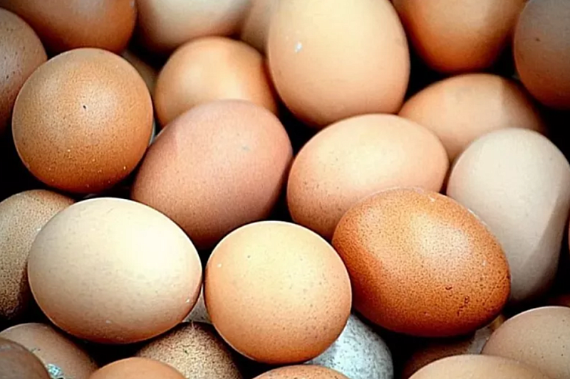 Партия куриных яиц из Турции поступила в Россию через порт Новороссийска