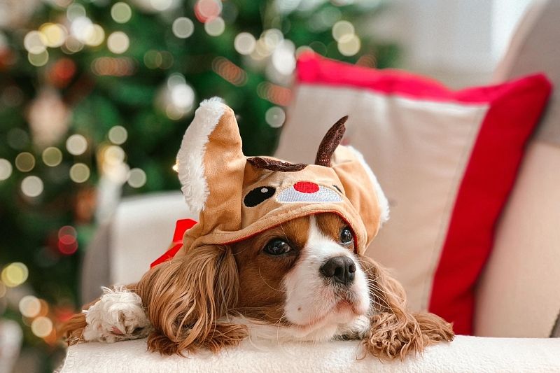 Как помочь домашним животным пережить новогоднюю ночь и не сойти с ума